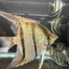 Pterophyllum Scalare var. Rio Nanay “spotted” wild caught Large size