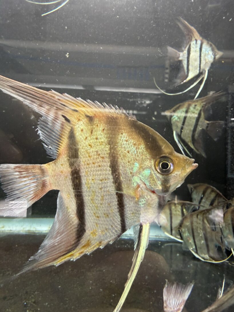 Pterophyllum Scalare var. Rio Nanay “spotted” wild caught Large size