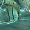 Pterophyllum Scalare var. Rio Nanay “spotted” wild caught Large size