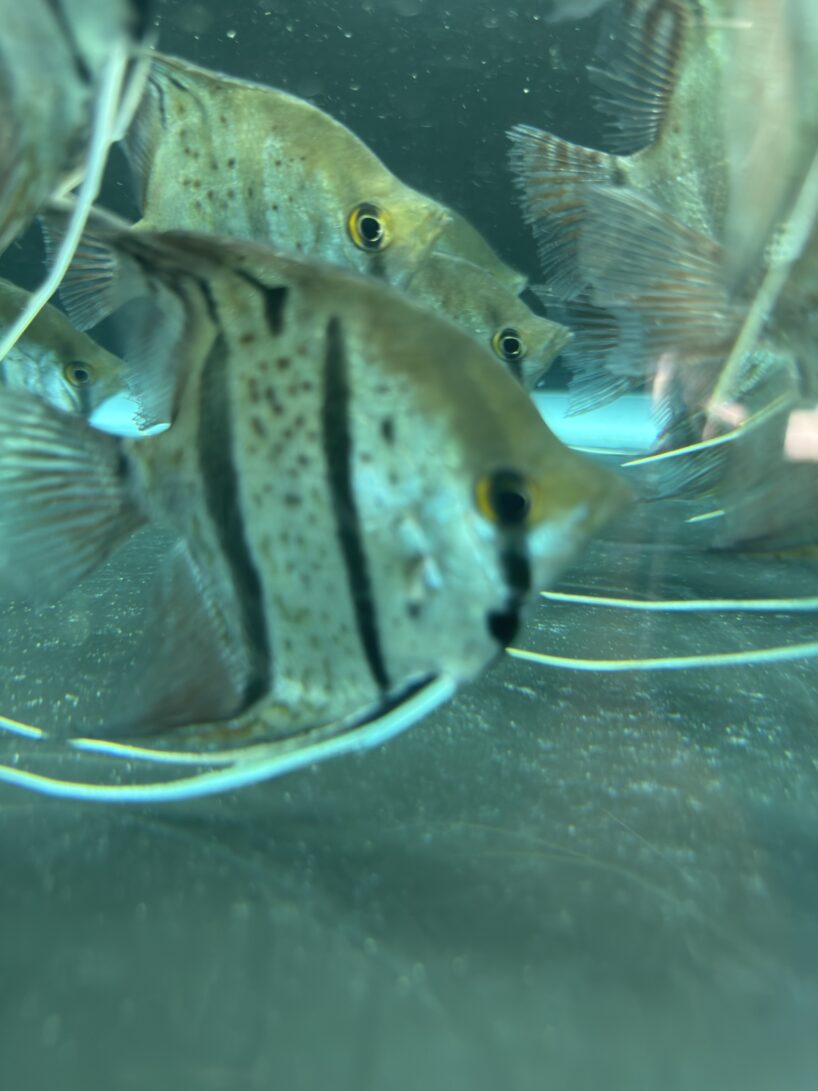 Pterophyllum Scalare var. Rio Nanay “spotted” wild caught Large size