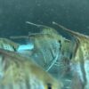 Pterophyllum Scalare var. Rio Nanay “spotted” wild caught Large size
