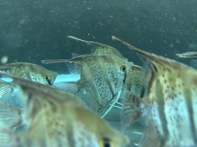 Pterophyllum Scalare var. Rio Nanay “spotted” wild caught Large size