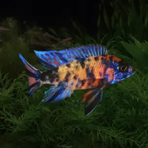 OB Peacock