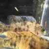 OB Peacock