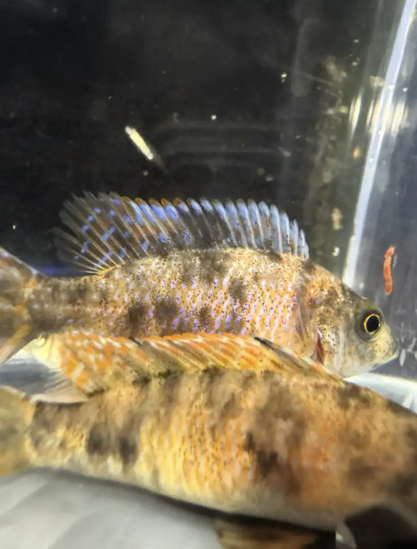 OB Peacock