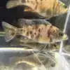 OB Peacock