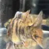 OB Peacock