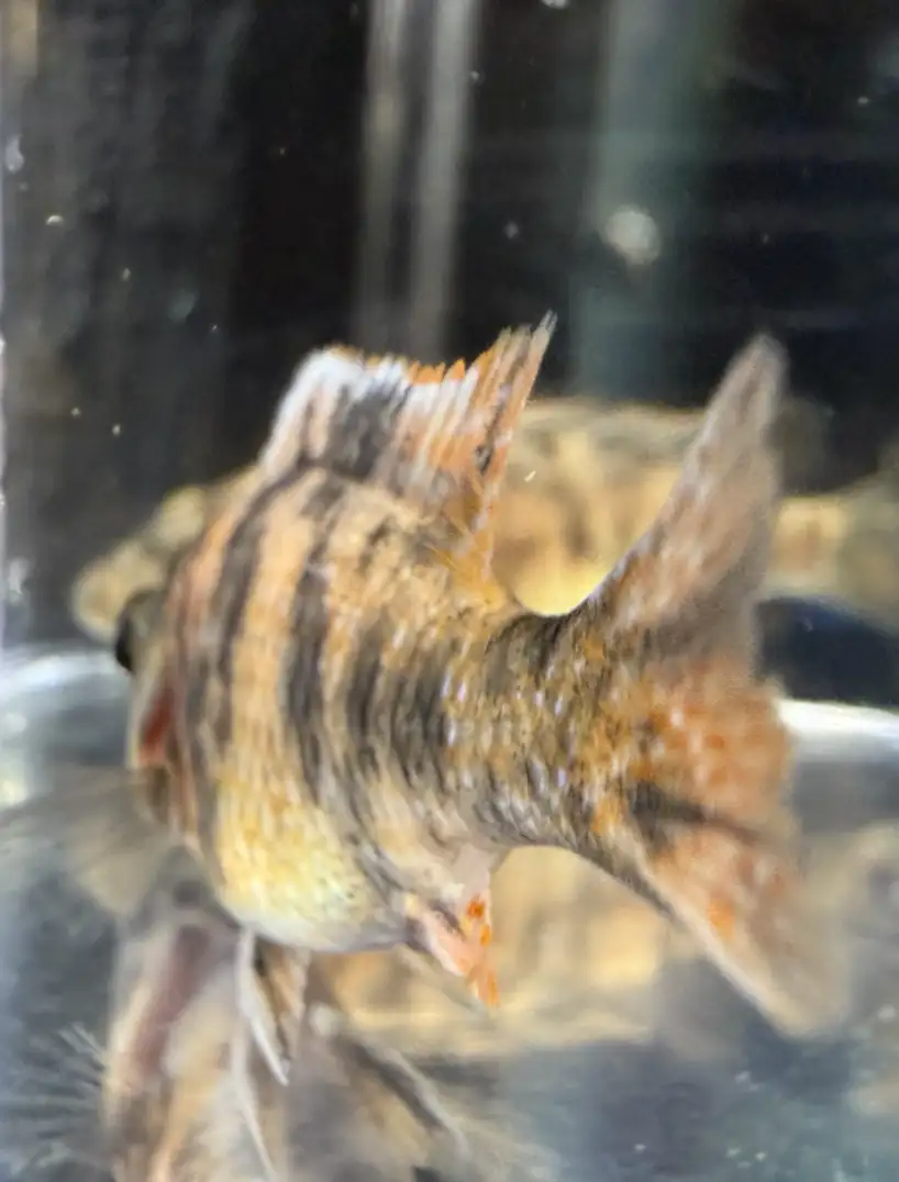 OB Peacock