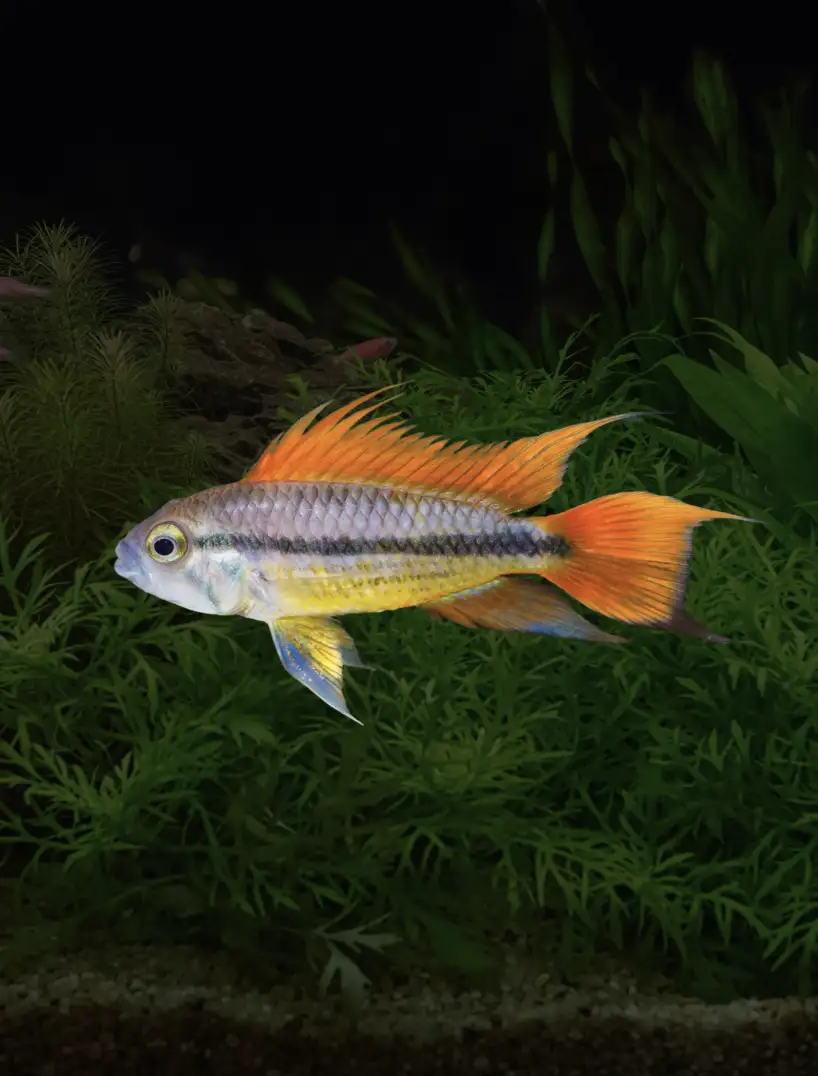 orange-flash-01 Apistogramma cacatuoides "orange flash"