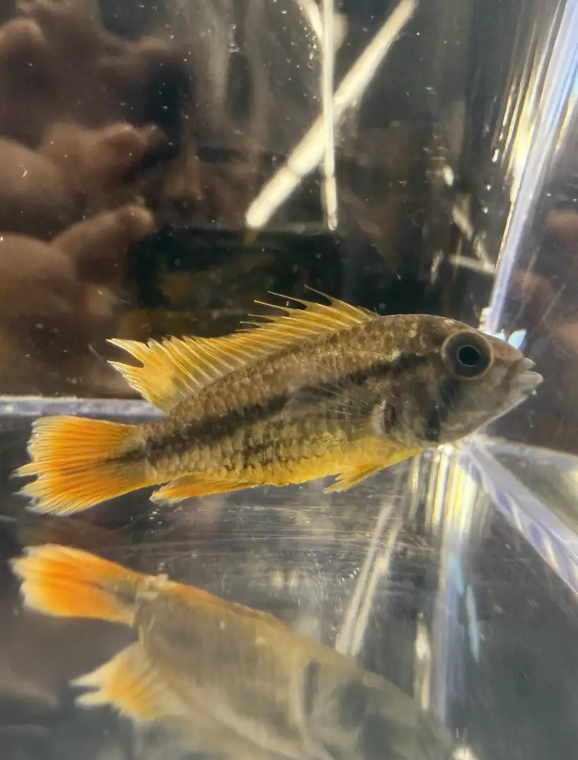 orange-flash-02 Apistogramma cacatuoides "orange flash"