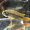 Apistogramma cacatuoides "orange flash"