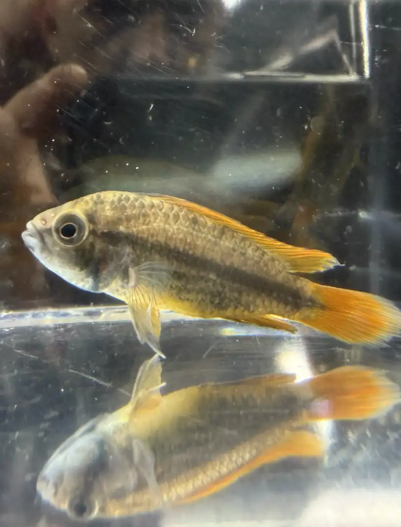 orange-flash-03 Apistogramma cacatuoides "orange flash"
