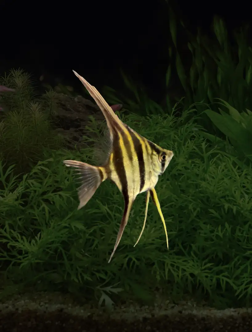 Pterophyllum Altum Rio Iniridae