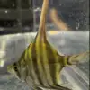Pterophyllum Altum Rio Iniridae