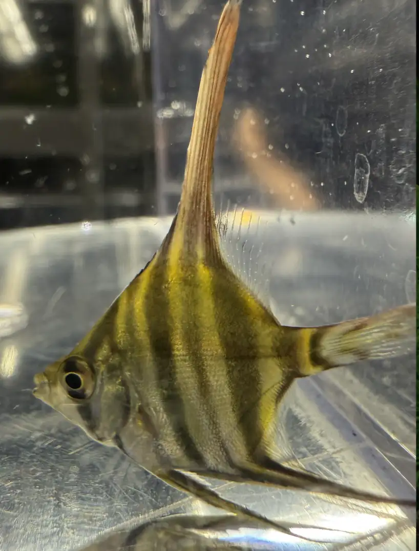 Pterophyllum Altum Rio Iniridae