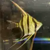 Pterophyllum Altum Rio Iniridae