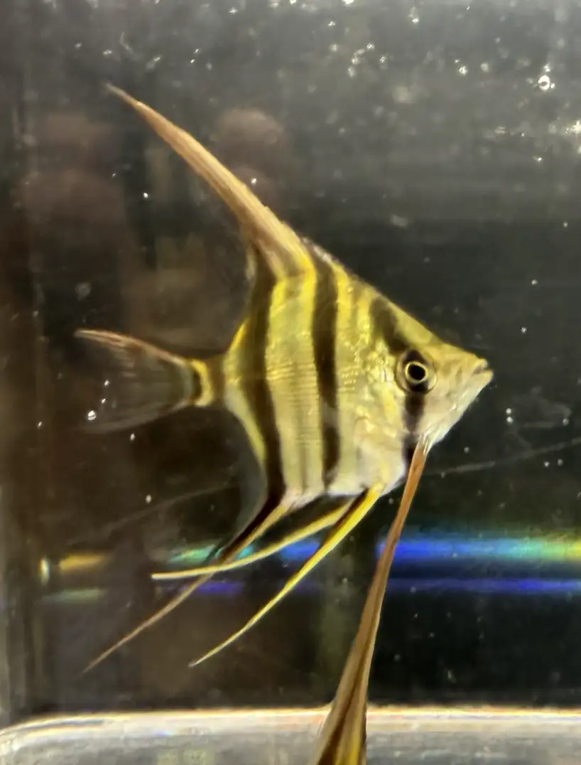 Pterophyllum Altum Rio Iniridae