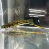 Rio Otapa Swordtails