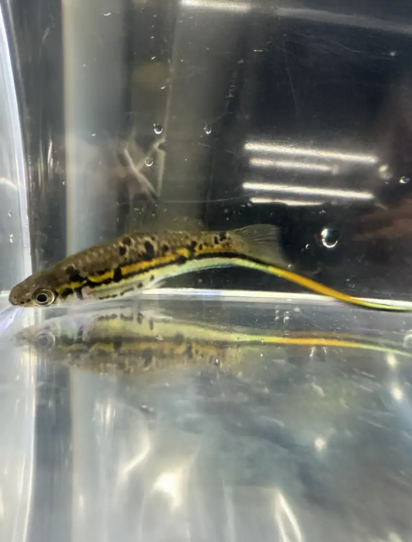 rio-otapa-swordtails-02 Rio Otapa Swordtails