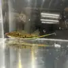 Rio Otapa Swordtails