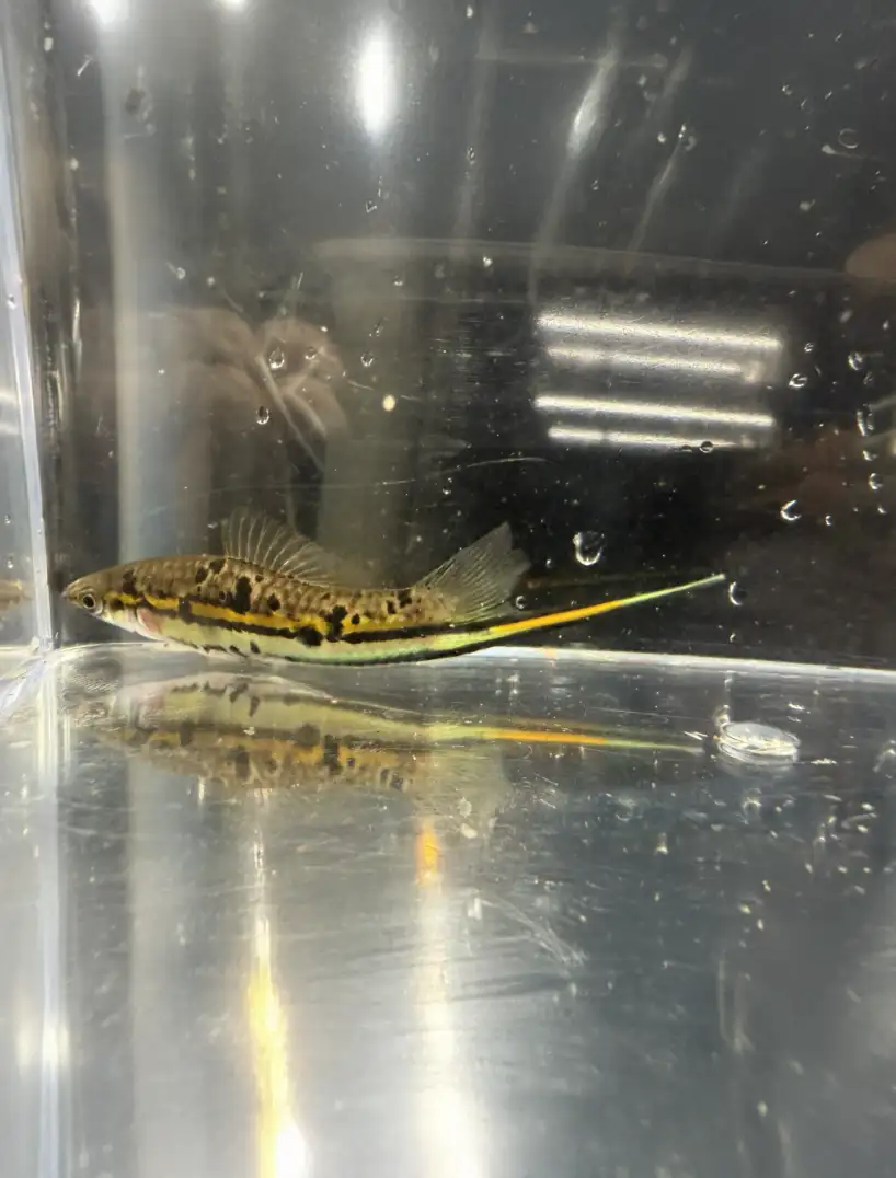 rio-otapa-swordtails-03 Rio Otapa Swordtails