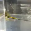 Rio Otapa Swordtails