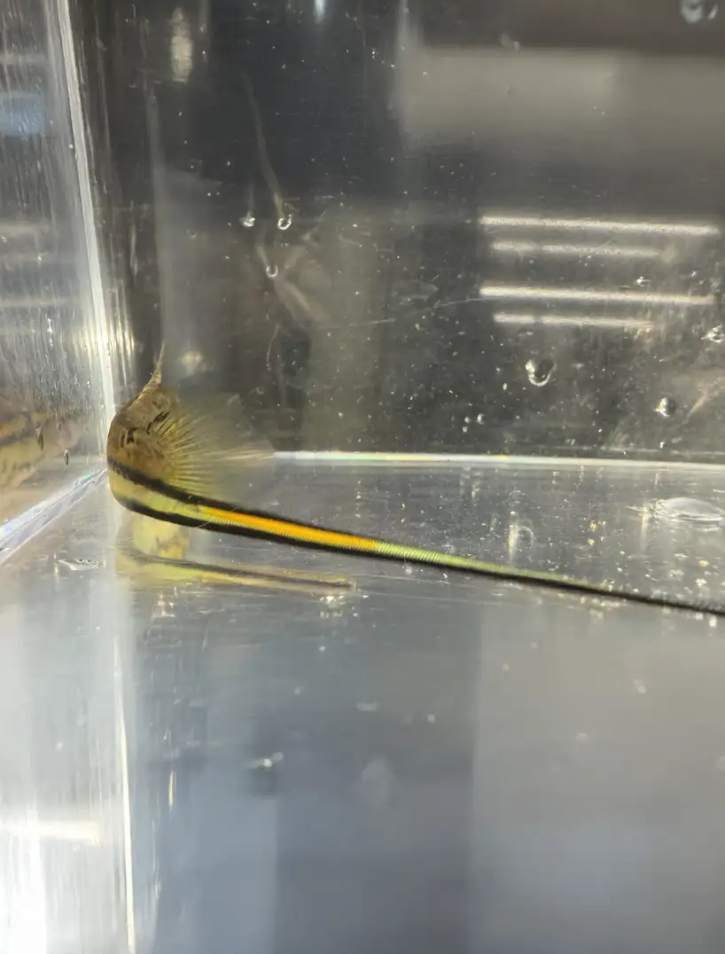 rio-otapa-swordtails-04 Rio Otapa Swordtails
