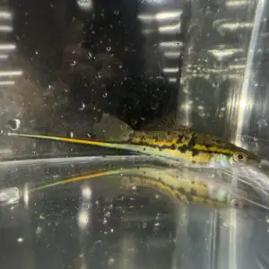Rio Otapa Swordtails