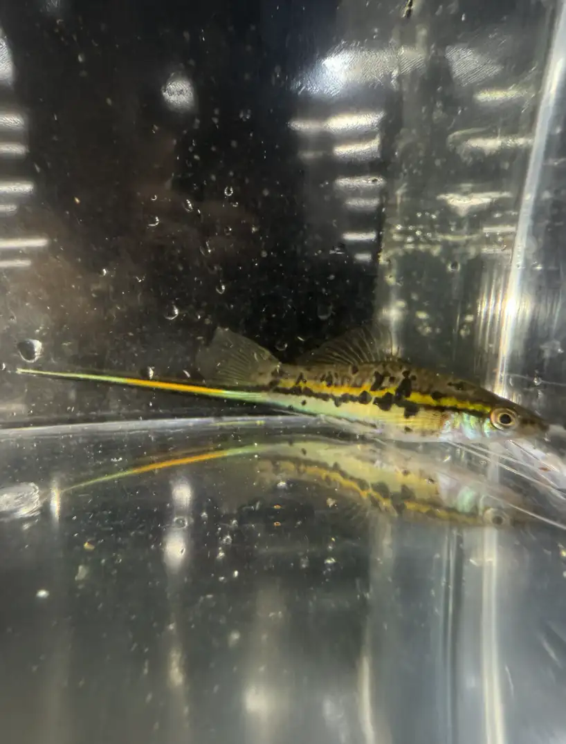 rio-otapa-swordtails-05 Rio Otapa Swordtails