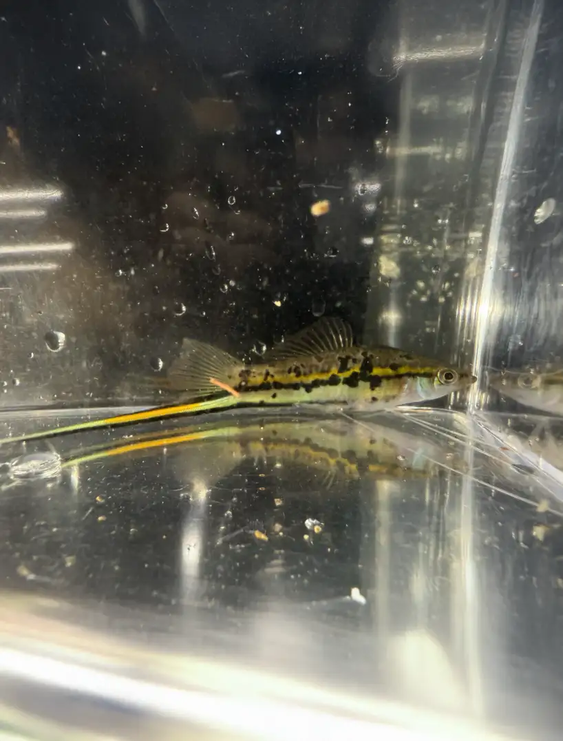rio-otapa-swordtails-06 Rio Otapa Swordtails