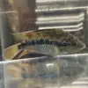 Salvin's Cichlid "Tabasco” (Trichromis salvini)