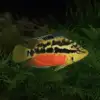 Salvin's Cichlid "Tabasco” (Trichromis salvini)
