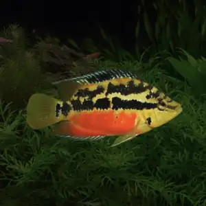 Salvin's Cichlid "Tabasco” (Trichromis salvini)