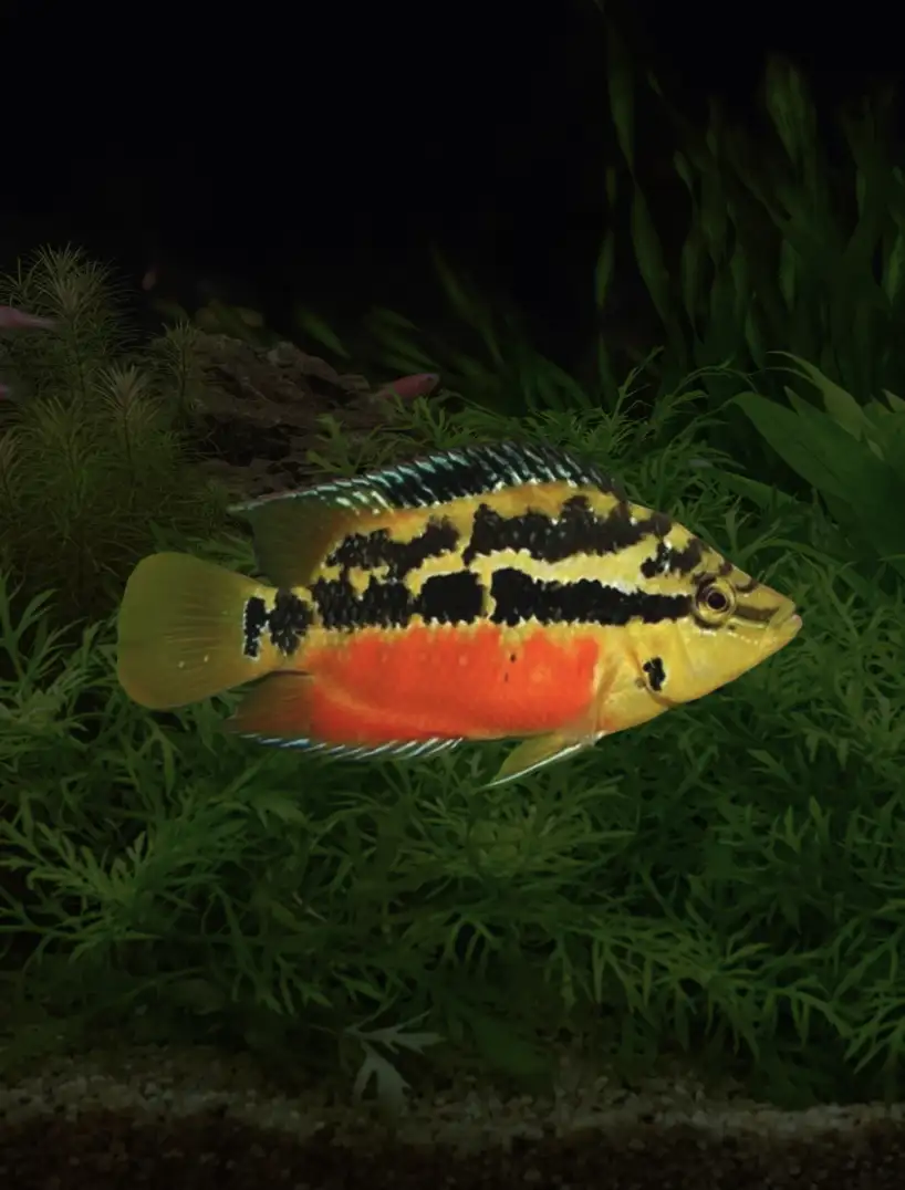 salvini-tabasco-01 Salvin's Cichlid "Tabasco” (Trichromis salvini)