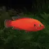 Turkana Jewel Cichlid (Hemichromis exsul)