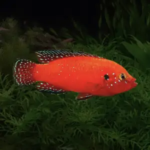 Turkana Jewel Cichlid (Hemichromis exsul)