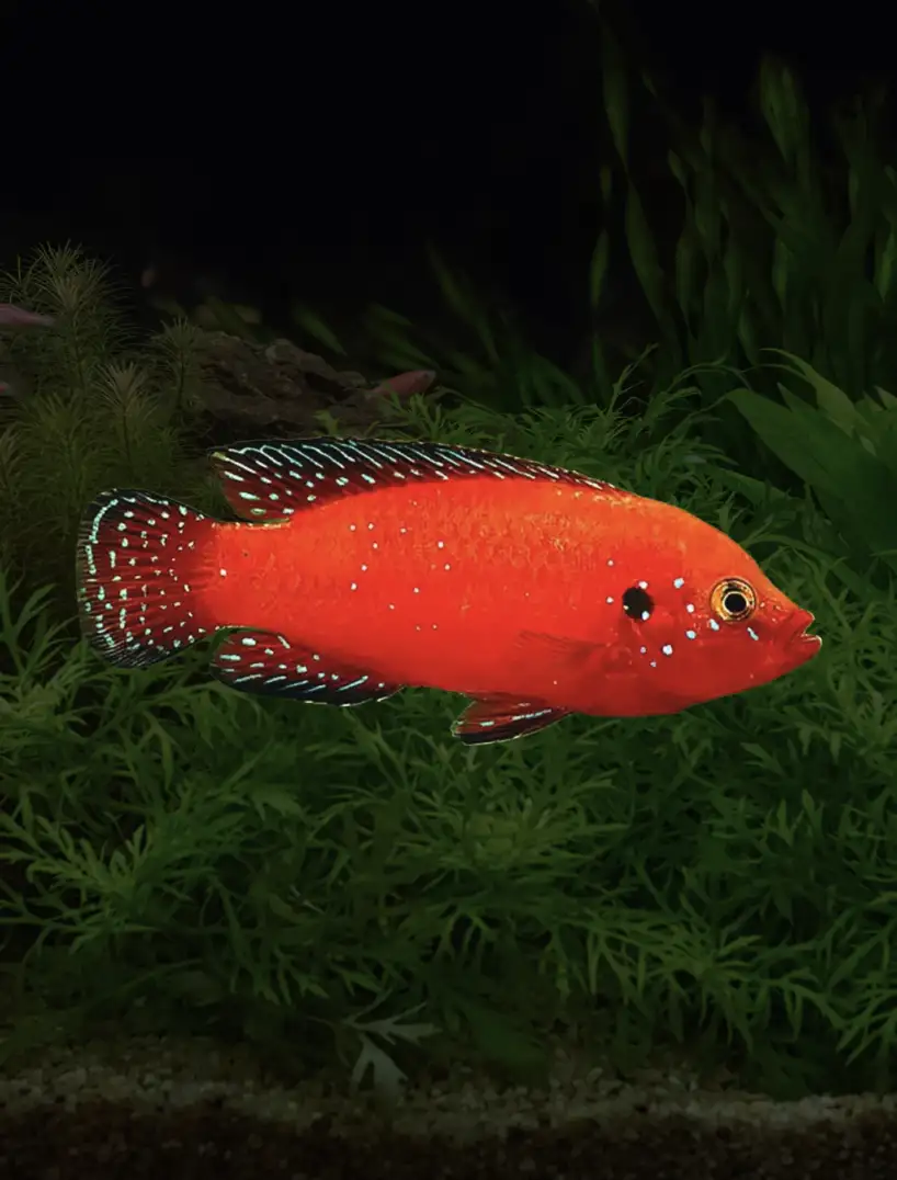 Turkana Jewel Cichlid (Hemichromis exsul)