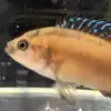 Turkana Jewel Cichlid (Hemichromis exsul)