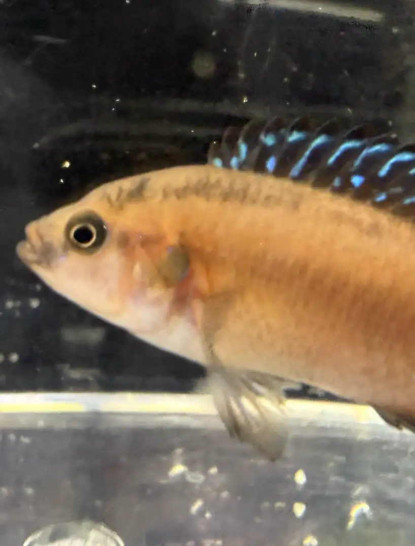 Turkana Jewel Cichlid (Hemichromis exsul)