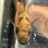Turkana Jewel Cichlid (Hemichromis exsul)