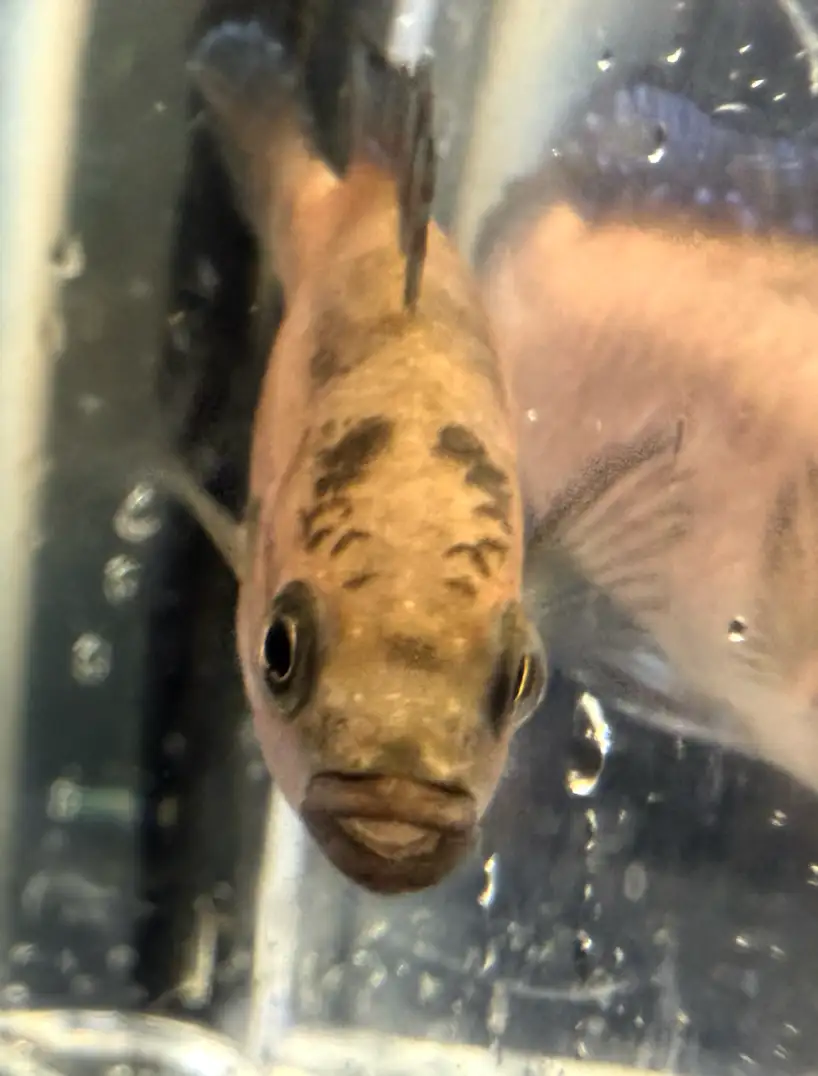 Turkana Jewel Cichlid (Hemichromis exsul)