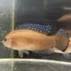 Turkana Jewel Cichlid (Hemichromis exsul)