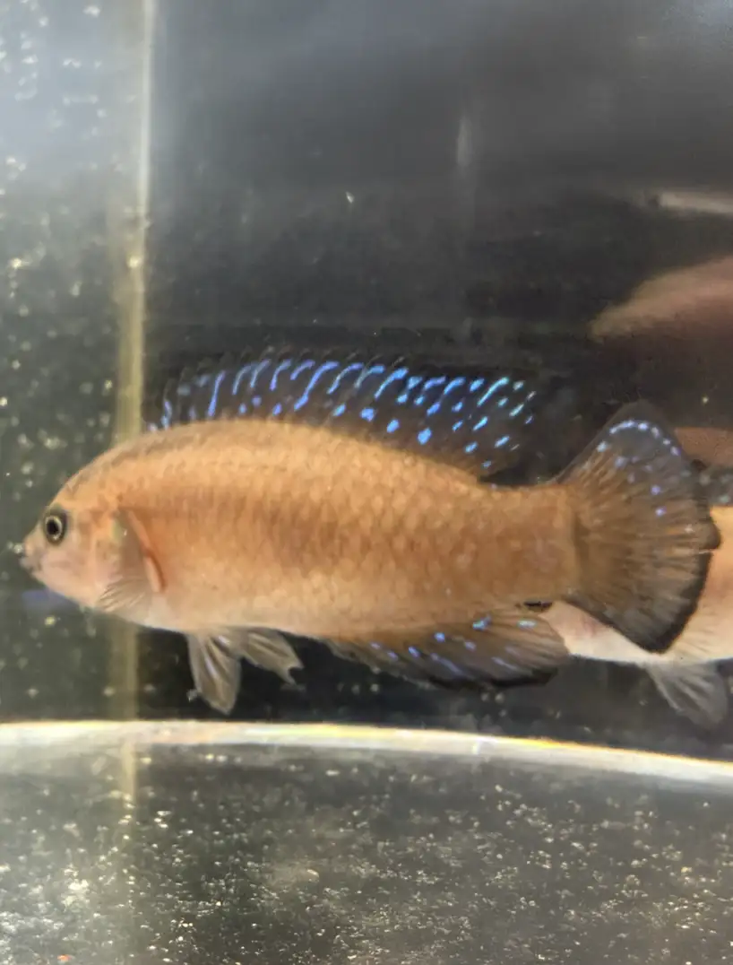 Turkana Jewel Cichlid (Hemichromis exsul)