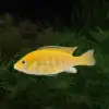 Yellow lab cichlid