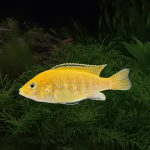Yellow lab cichlid