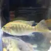 Yellow lab cichlid