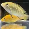 Yellow lab cichlid