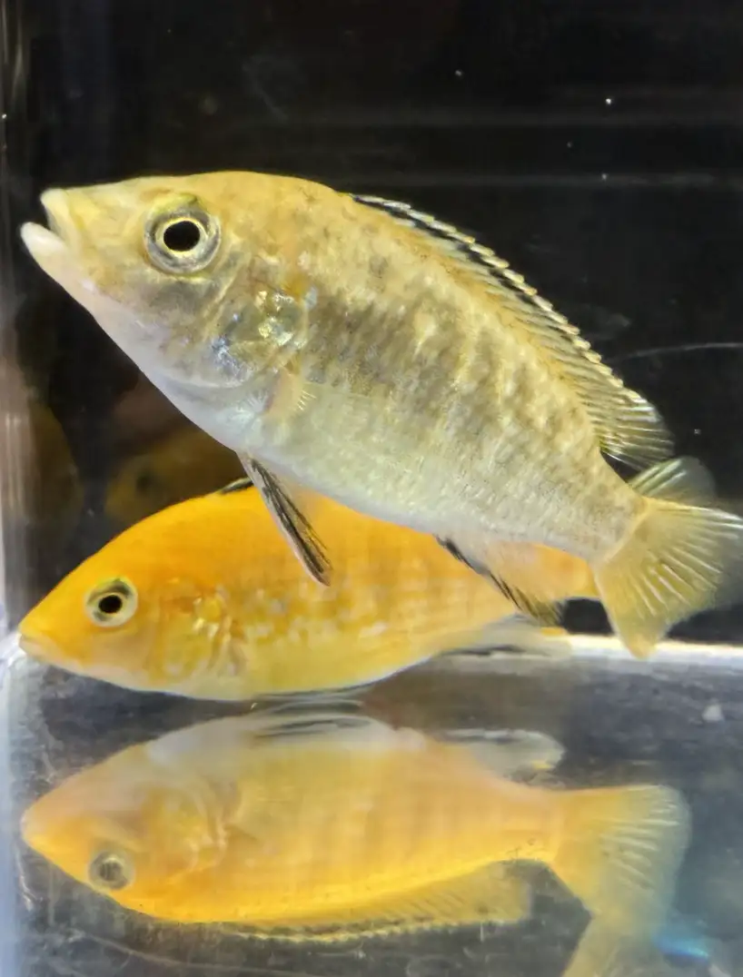 yellow-lab-03 Yellow lab cichlid