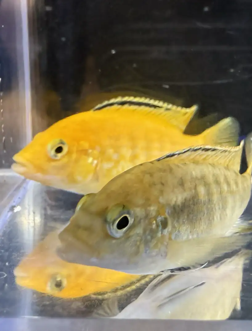 yellow-lab-04 Yellow lab cichlid