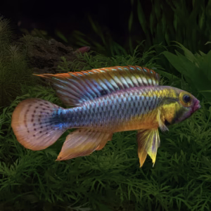 Apistogramma abacaxis "Wilhelmi" [PAIR]